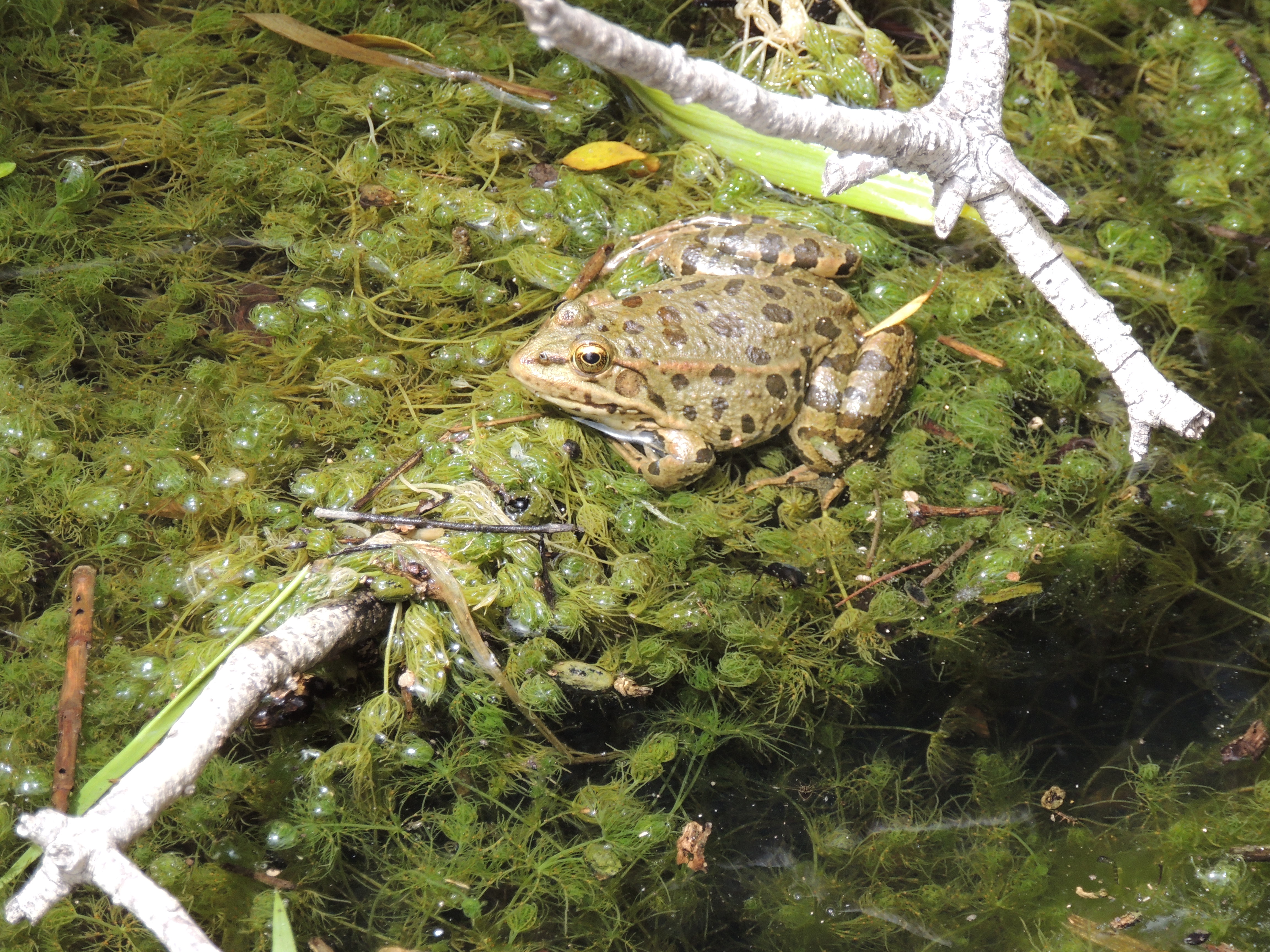 Frog. Credit: V. Spaneli