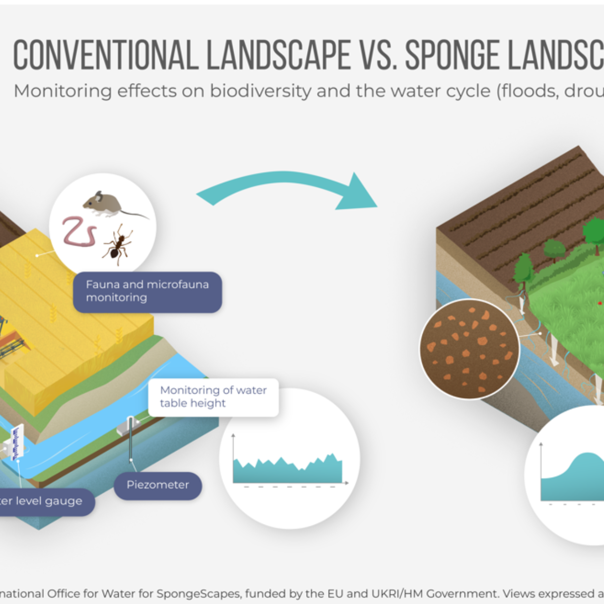 Illustrations : sponge monitoring