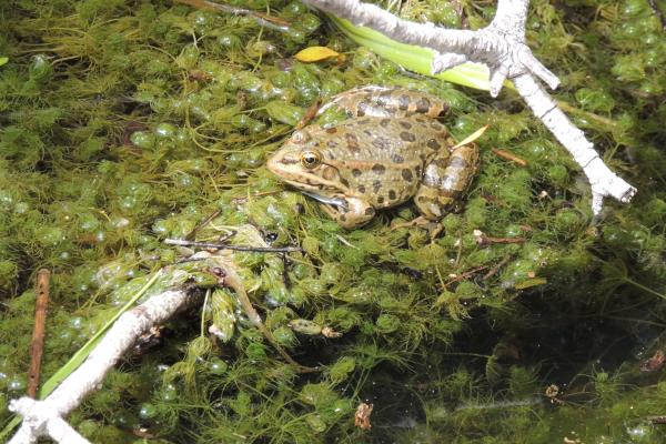 Frog. Credit: V. Spaneli
