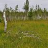 13_PL_UpperBierbza